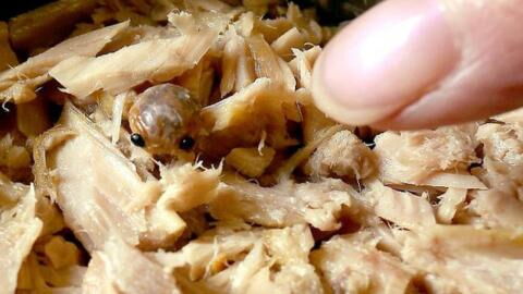 Frau öffnet Thunfischdose: Was sie entdeckt, verdirbt ihr total den Appetit!