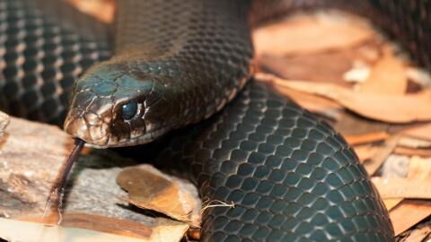 Giftige Schlange versteckt sich in Asthma-Inhalator eines Teenagers