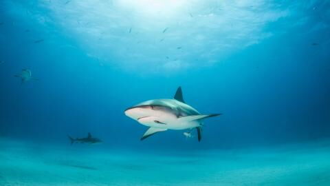 Italien: Seeleute überrascht seltsamen Hai-Fang, denn er hat den Kopf eines anderen Tieres!