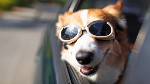 Fassungsloser Hundebesitzer: Sein Hund bekommt eine Bußgeldstrafe wegen zu schnellen Fahrens