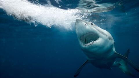 Kurioser Fund: Hai verschlingt Hand samt Ehering