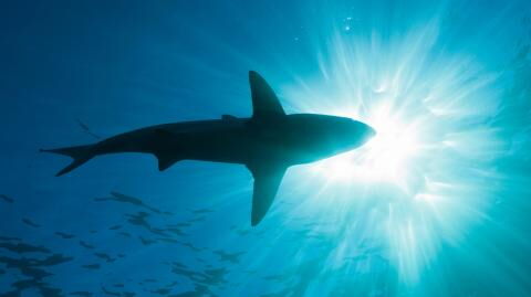 Angeblicher Hai-Angriff auf Mallorca: Rettungsschwimmer verhängen Badeverbot