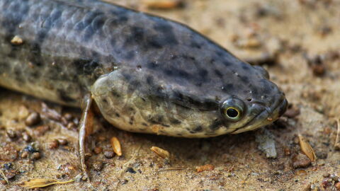 Gefahr für Ökosystem: Monsterfisch tötet sowohl im Wasser als auch auf dem Land