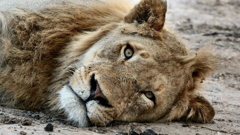 Ausgehungerte Löwen im Zoo: Aktivist schenkt nun erste Hoffnung