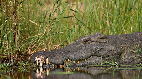 Krokodil lebt jahrelang mit Abfallprodukt um den Körper: So soll es jetzt befreit werden