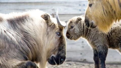 Bedrohte Art: In einem französischen Zoo kommt ein Baby Takin zur Welt