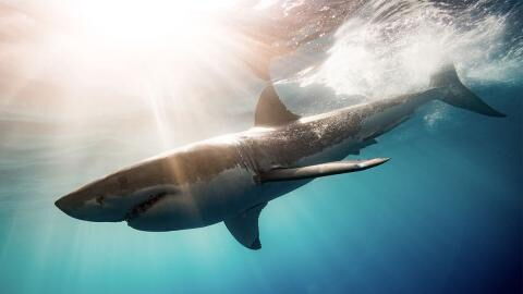 Taucherin begegnet der größte Hai, der je gesichtet wurde