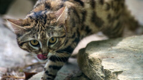 Weder Löwe noch Tiger: Das ist die gefährlichste Katze der Welt