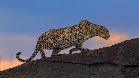 Raubtier versetzt indisches Dorf in Angst und Schrecken