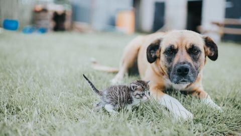 Warnung vor Haustieren: Darum sind unsere Lieblinge schlecht für die Umwelt