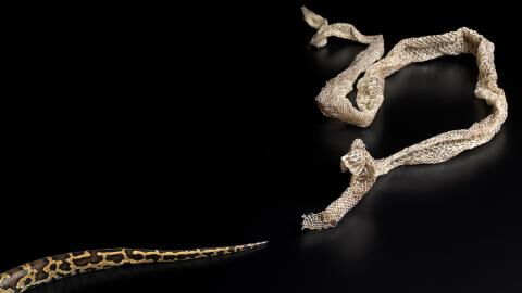 Schlange stellt sich beim Häuten besonders ungeschickt an, was folgt ist schmerzlich! (Video)