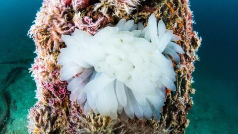 Faszinierende Bilder: Hier ist zu sehen, wie ein Tintenfisch das Licht der Welt erblickt!