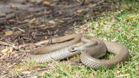 Kleinkind entdeckt Schlangennest: Dann gefriert allen das Blut in den Adern