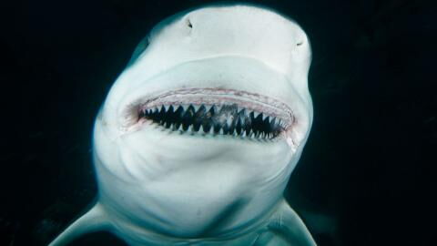 Albino-Hai: Seltenes Exemplar erstmals in Großbritannien gesichtet (Fotos)