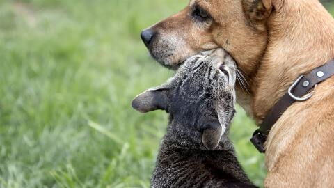 Hund vs. Katze: Forscher testen, wer von ihnen schlauer ist