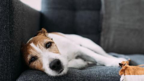 Hundesitter misshandelt Tier aufs Übelste und filmt alles