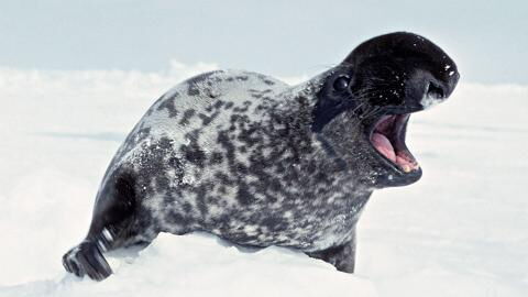 18 außergewöhnliche Tierarten, die vom Aussterben bedroht sind