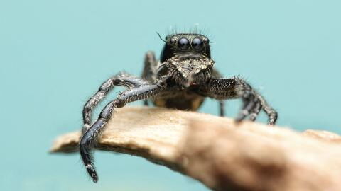 Australien: Frau entdeckt außergewöhnliche neue Spinnenart
