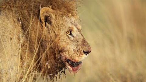 Das ist die Top 10 der gefährlichsten Tiere der Welt