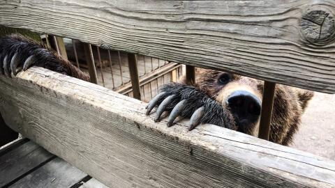Mann klettert in Zoo-Gehege und kämpft mit einem Bären (Video)