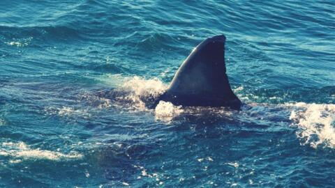 Forscher entdecken unbekannten Hai: Sein Kopf ist besonders seltsam