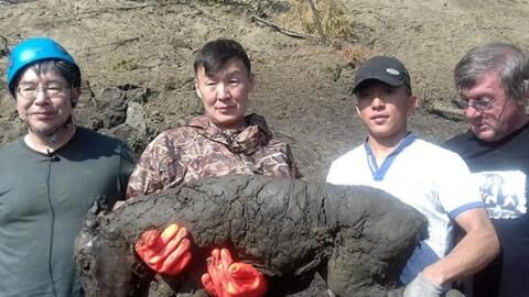 40.000 Jahre altes Fohlen entdeckt: Forscher sind vom außergewöhnlichen Zustand begeistert