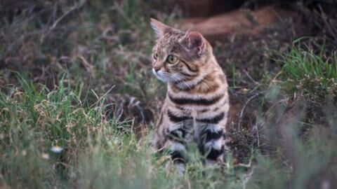 Tödlichste Katze der Welt frisst täglich ein Fünftel ihres Körpergewichts