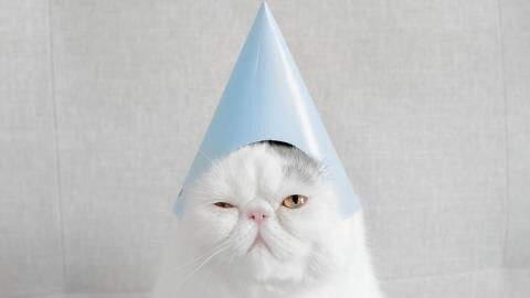 Unbedingt vermeiden: Wenn du das tust, schadest du deiner Katze