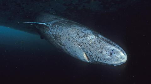 Forschende entdecken Urzeit-Hai: Dann begreifen sie, wie alt dieses Tier wirklich ist