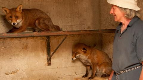 Mann rettet zwei Fuchsbabys: So ergreifend ist ihre Reaktion