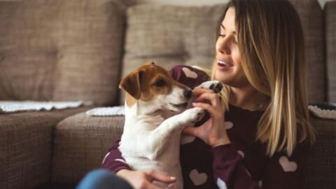 Frau adoptiert Jack-Russell-Welpe: Dann findet ihr Mann heraus, was sie sich wirklich ins Haus geholt haben