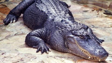 Alligator-Angriff: Familienvater rettet Tierpflegerin