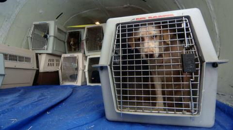 Dutzende Hunde in Kabul zurückgelassen - Pentagon weist Schuld von sich