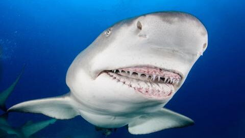 Vor der Küste Floridas: Wenn ein gigantischer Fisch einen Hai frisst