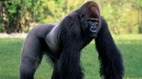 Gorilla verhält sich seltsam: Dann entdeckt das Pflegeteam, was er versteckt