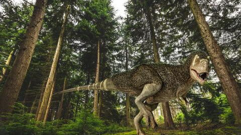 Dinosaurier T. Rex: Er war noch größer als gedacht