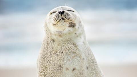 Russland: 2.500 Robben sterben auf mysteriöse Weise