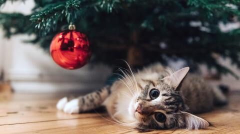 10 Weihnachtsgeschenke für Katzenliebhaber:innen