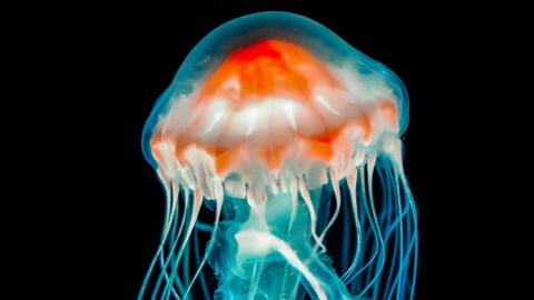 Diese Tiere leben am längsten – manche sogar für immer