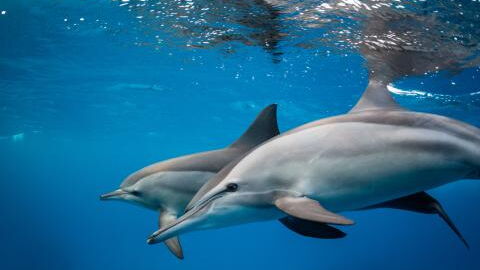 Sieger gekürt: Das sind die schlausten Tiere