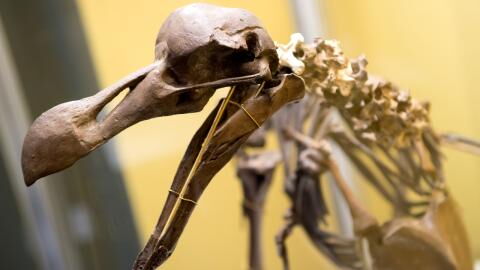 Forschende wollen ein seit Jahrhunderten ausgestorbenes Tier wiederbeleben