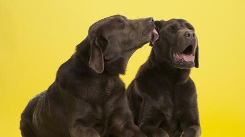 Darum sollte euer Hund nie euer Gesicht ablecken