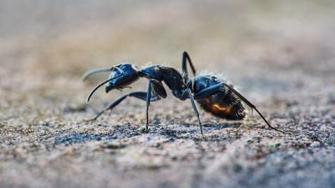 Riesen-Ameisenkönigin: 47 Millionen Jahre altes Fossil fasziniert Forschende