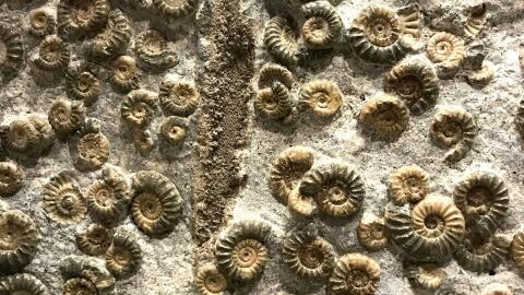 Neue 99 Millionen Jahre alte Tierart in Bernstein entdeckt