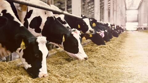 Foodwatch: Auch Bio-Tiere sind krank