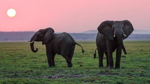 Herzzerreißend: Das macht ein Elefant, bevor er stirbt