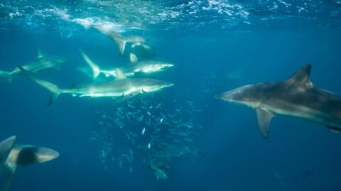 Bei Hai-Angriff: Mann wird von Delfinen gerettet