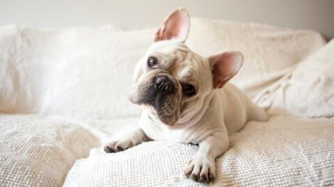 Aufenthalt in Tierpension: Familie bekommt nur die Asche ihres Hundes zurück