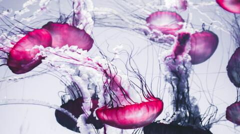 500 Millionen Jahre alte Qualle ist älter als Dinosaurier