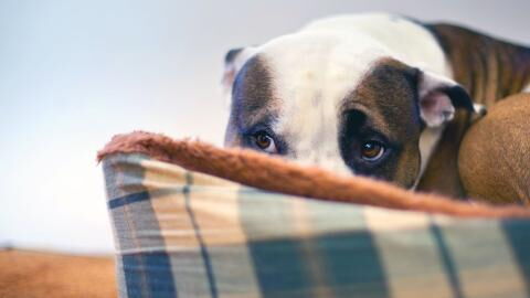 Veterinäramt rettet Hund vor brutalem Halter